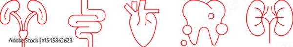 Obraz anatomical, medical, scientific, body parts, human organs, red outline, minimalist, vector illustrations, anatomical diagrams, simple, clean, stylized