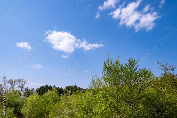 Fototapeta 新緑と青空