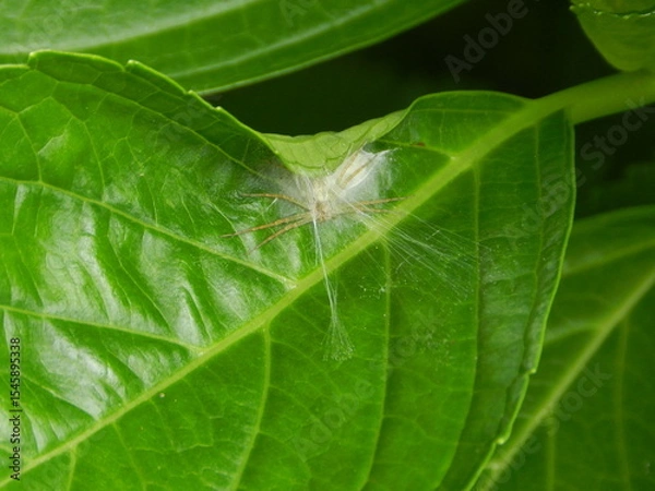 Obraz 巣を守る蜘蛛