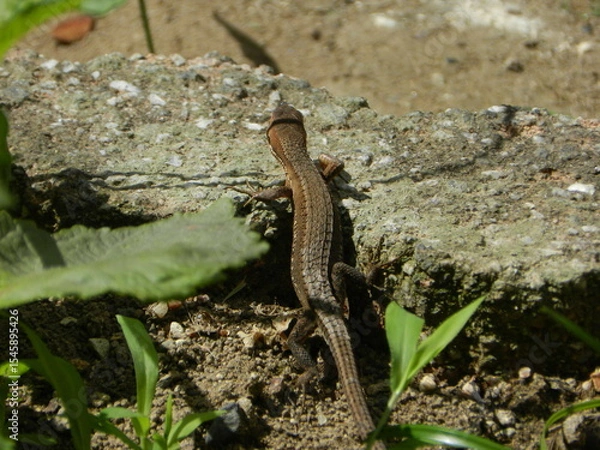 Obraz トカゲの後ろ姿