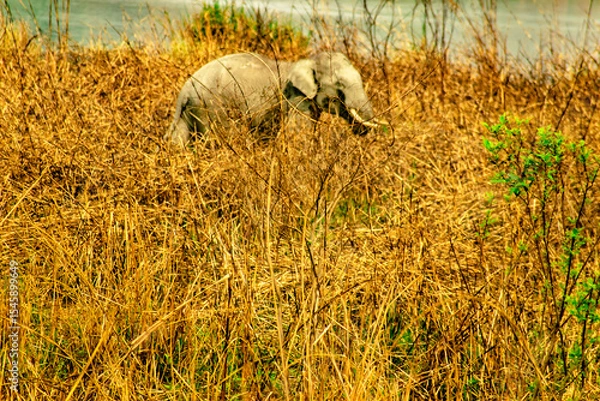 Obraz HARIDWAR ANIMALS NATURE