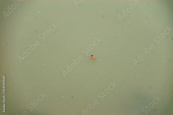 Obraz HARIDWAR ANIMALS NATURE