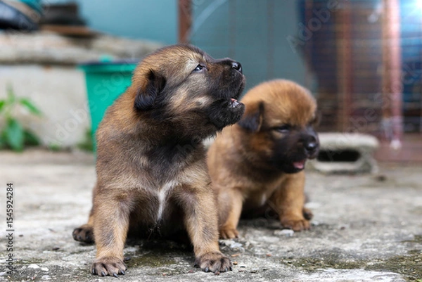 Fototapeta A brown puppy is howling with its sibling.