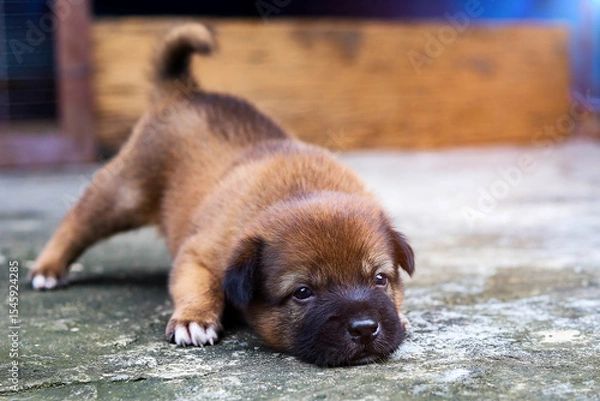Fototapeta A one-month-old brown puppy is getting ready to fight in a cute and playful way.