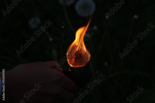 Fototapeta Burning dandelion 