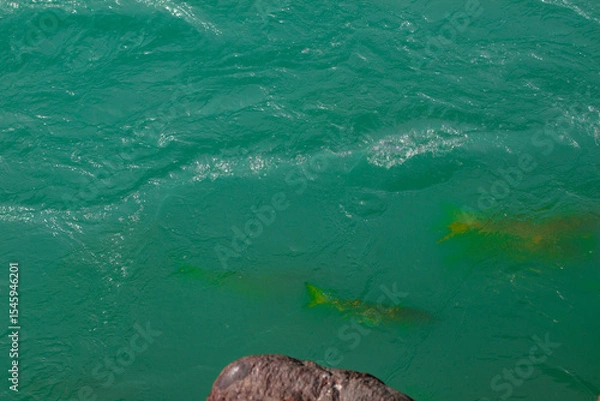 Obraz fish in the water