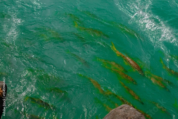 Obraz green water surface