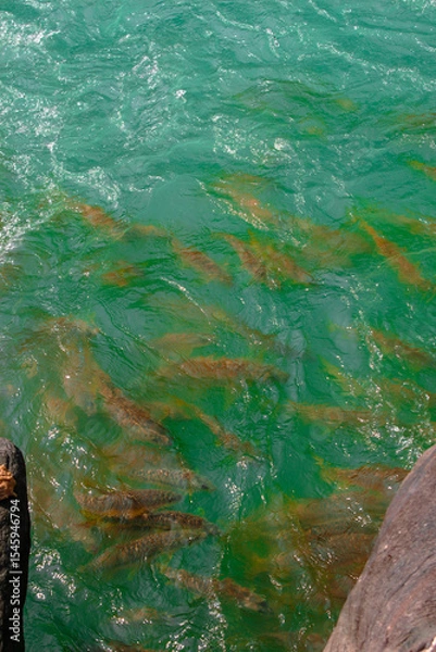 Obraz water in the forest