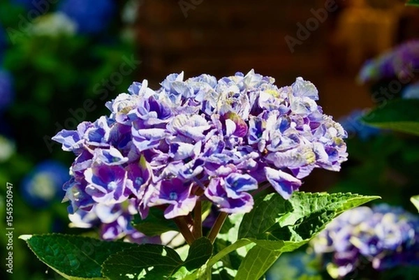 Obraz 綺麗な紫の紫陽花