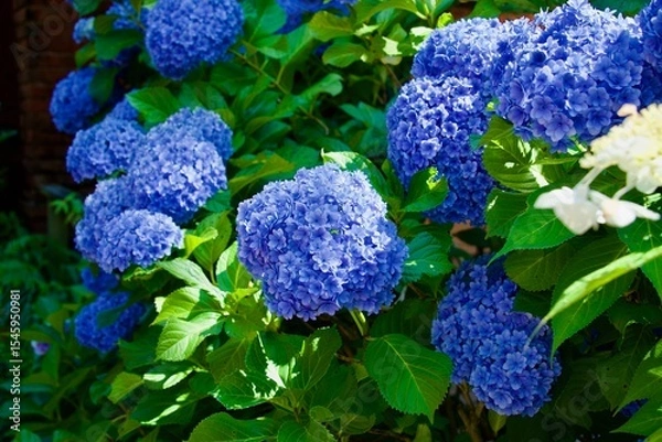 Obraz 綺麗な青い紫陽花