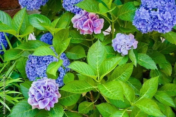 Obraz 綺麗な青い紫陽花