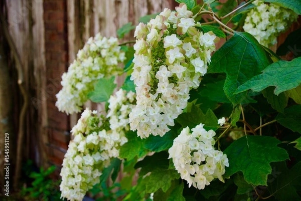 Obraz 綺麗な白い紫陽花