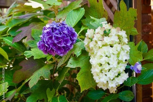 Obraz 綺麗な紫と白い紫陽花