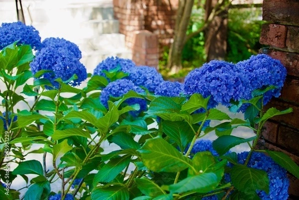Obraz 綺麗な青い紫陽花