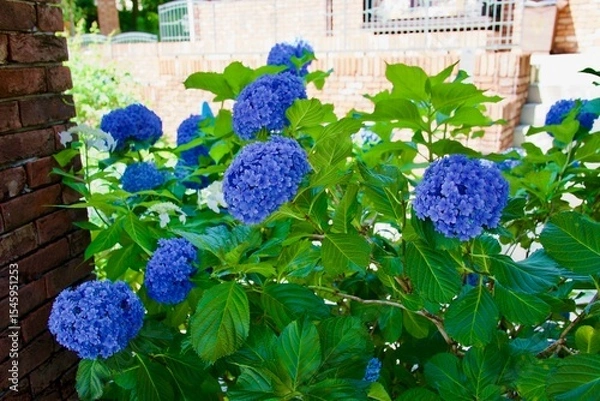 Obraz 綺麗な青い紫陽花