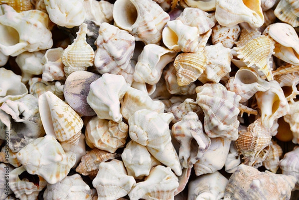 Fototapeta many seashells sea shells background, close-up, top view