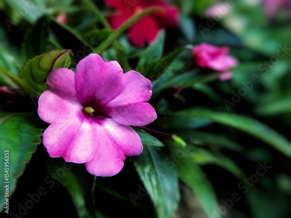 Obraz pink flower