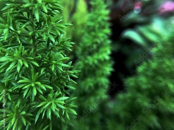 Fototapeta close up of fresh green dill