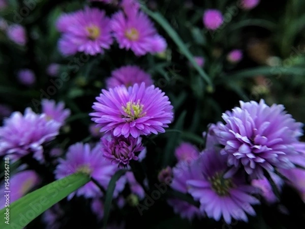 Obraz purple aster flower