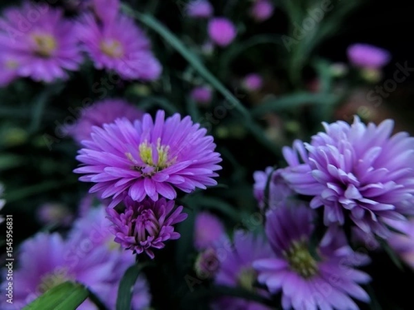 Obraz purple aster flower