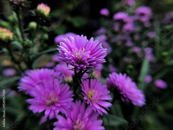 Obraz flower Aster purple