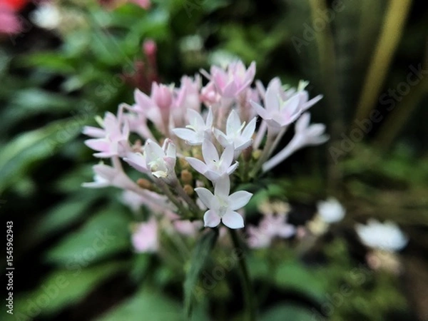 Obraz pink and white flower