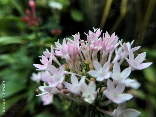 Obraz pink and white flower