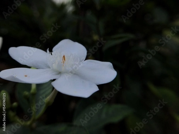 Obraz white flower
