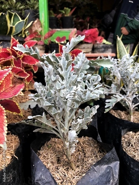 Obraz flowers in pots