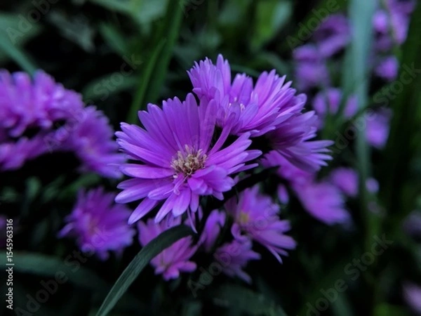 Obraz purple and yellow flower