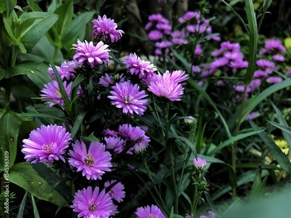 Fototapeta flowers in the garden
