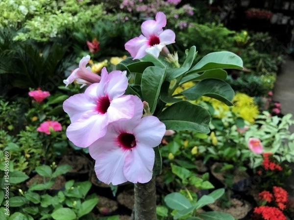 Obraz pink flowers in a garden