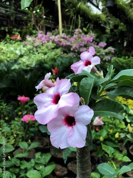 Obraz pink flowers in the garden