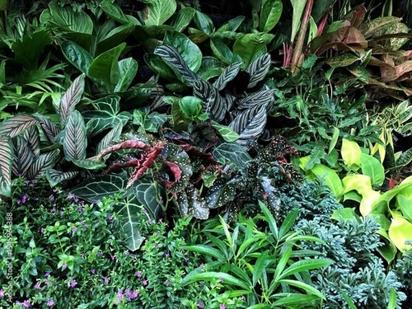 Obraz plants in the garden