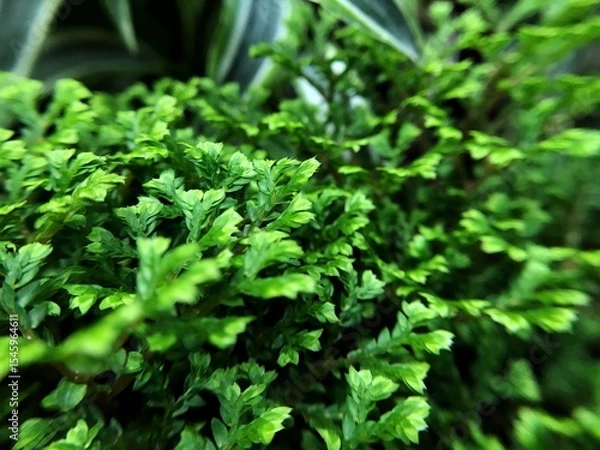 Obraz close up of parsley