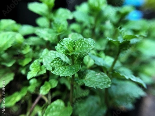 Obraz fresh mint leaves