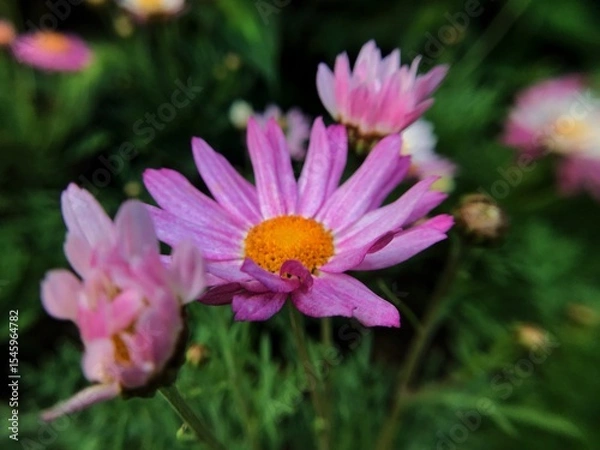 Obraz pink cosmos flower