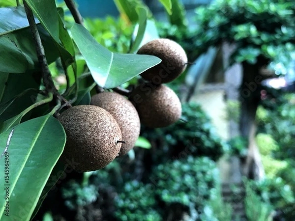 Obraz Sapodilla fruit on the tree