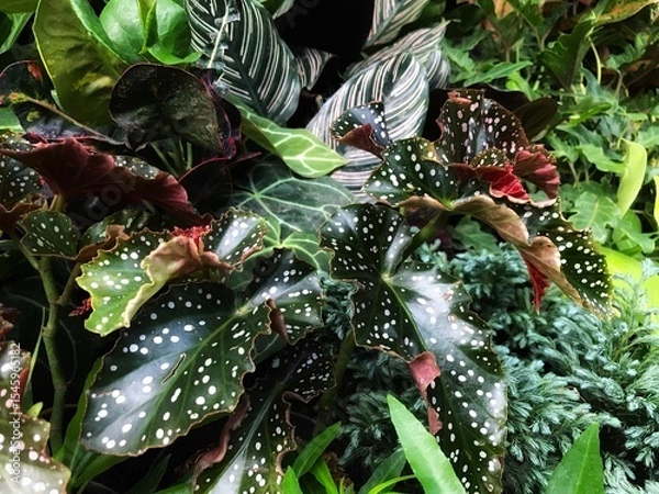 Fototapeta  tree decoration 