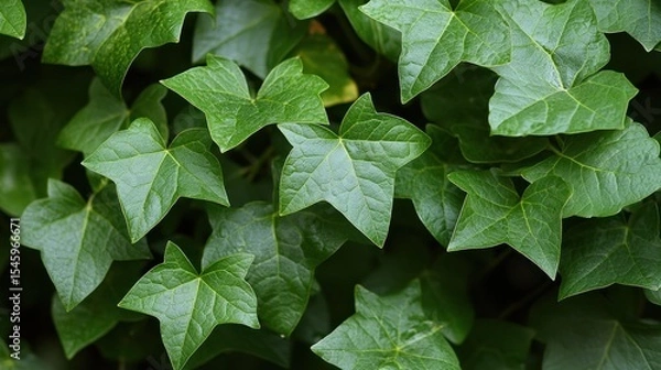 Obraz Close-up view of lush green ivy leaves.