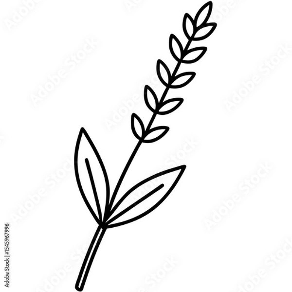 Fototapeta Simple line drawing of a lavender sprig
