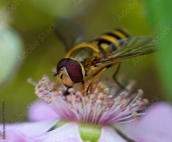 Fototapeta Close up of a Western Aphideater (Eupeodes fumipennis) aka Hoverfly on a flower in Suffolk, UK