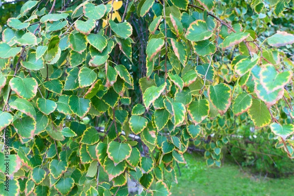 Obraz green leaves background