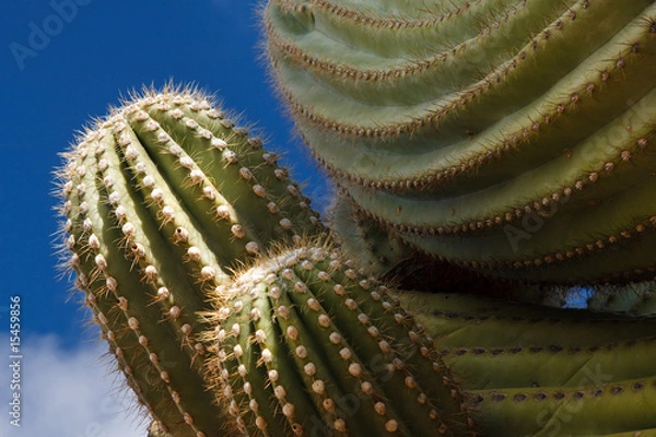 Obraz Saguaro Cactus Close-up