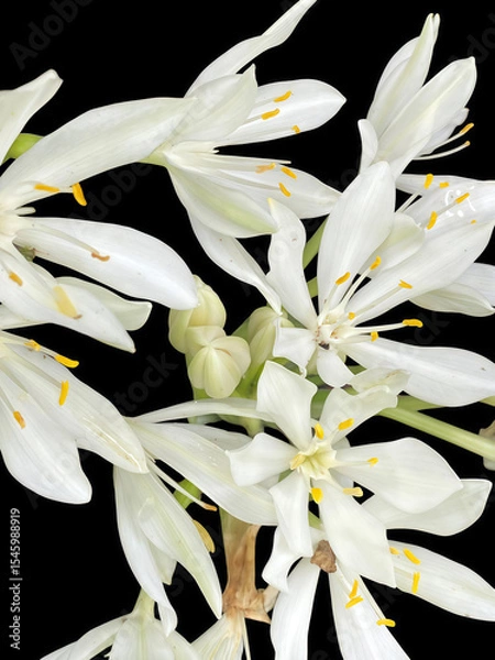 Obraz A white Crinum flower in bloom, featuring delicate petals and bright yellow stamens against a solid black background.