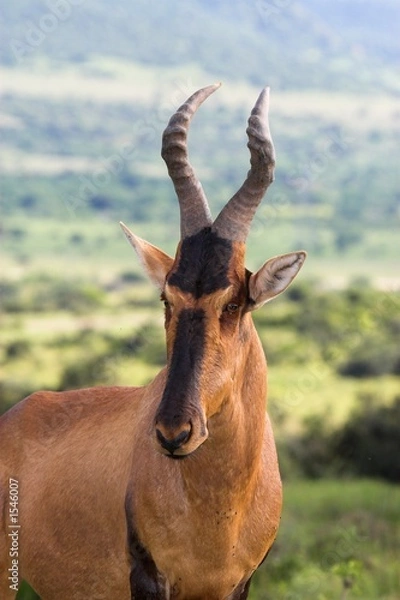 Fototapeta red hartebeest