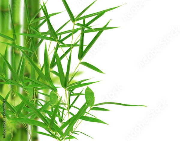 Obraz  Bamboo leaf on white background