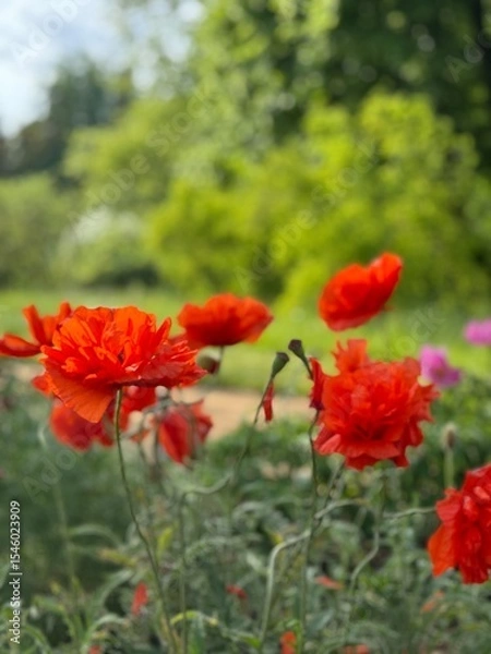 Fototapeta red poppies in the garden