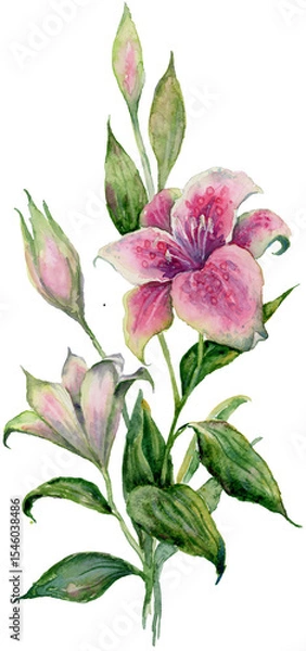 Fototapeta Watercolor lily branch: One bloom faces viewer, another half-open sideways, plus bud. Green leaves on white BG. Isolated. Transparent PNG included. Floral art for stationery and wedding designs.