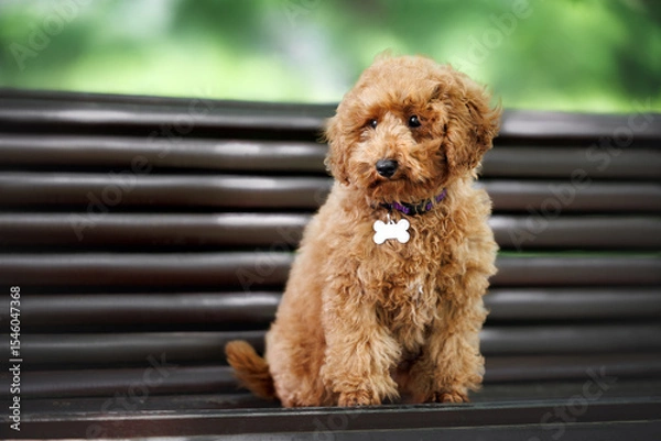 Obraz miniature poodle puppy sitting on a bench in a collar with id tag